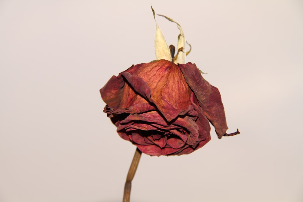 a dried flower is shown against a white background