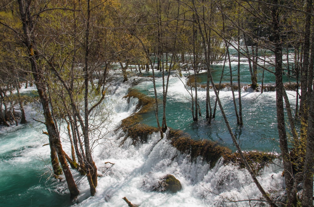 a river running through a forest filled with trees