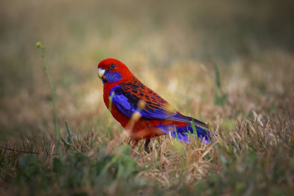 a red and blue bird is standing in the grass
