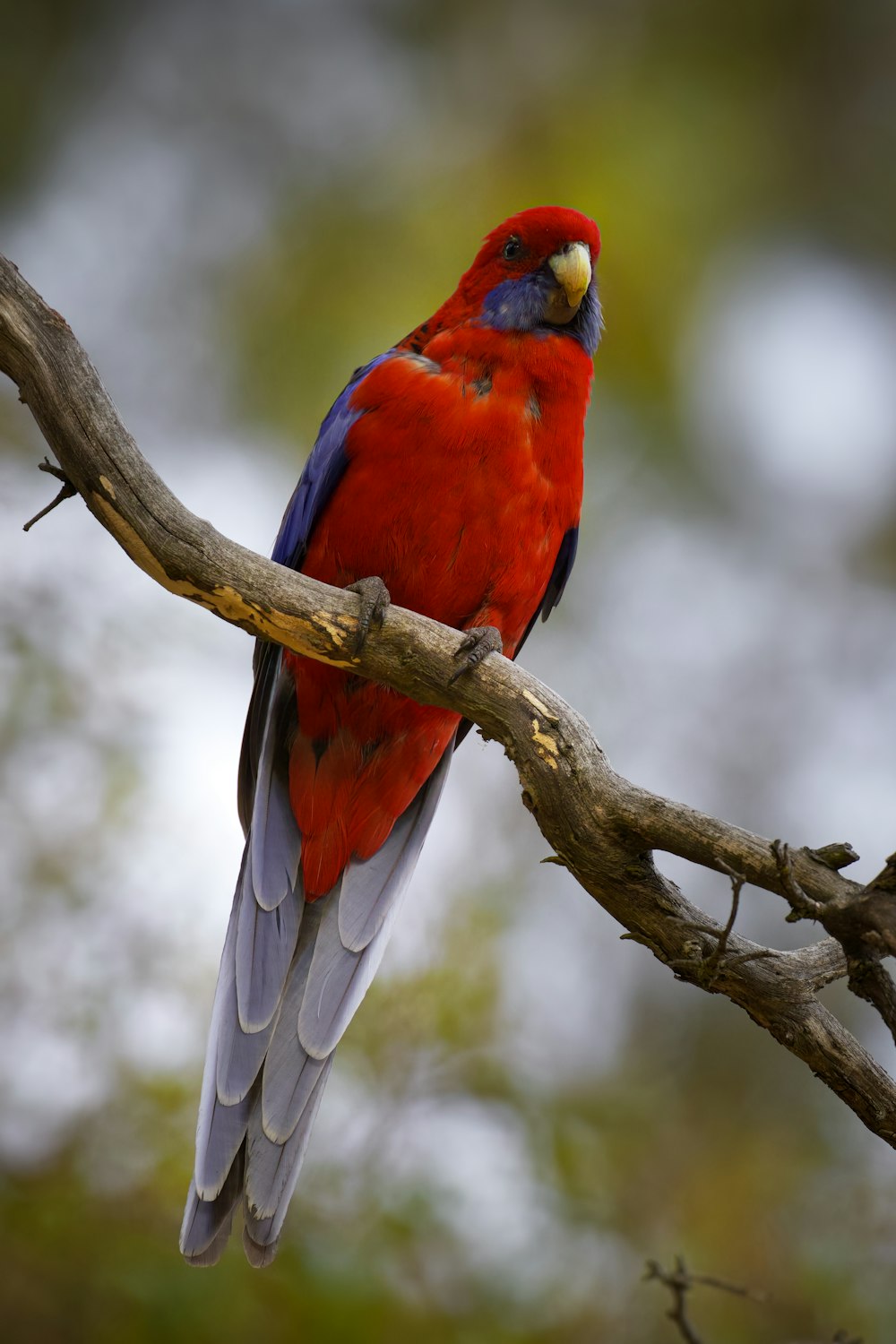um pássaro vermelho e azul empoleirado em um galho de árvore