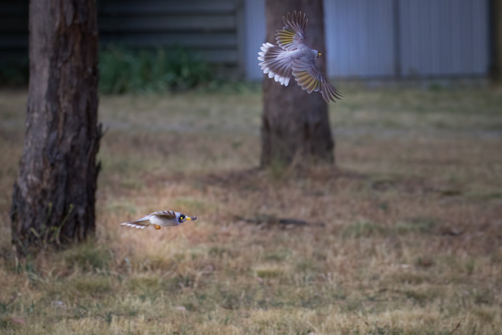 a bird flying next to a tree in a field