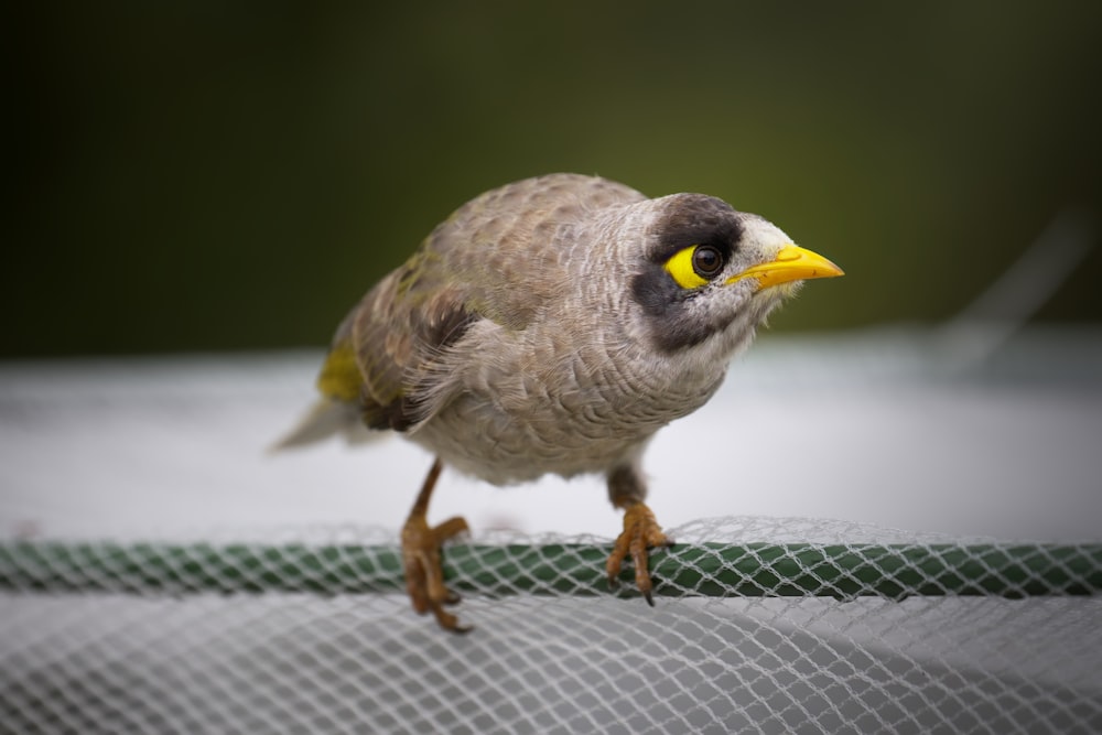 a small bird perched on top of a net