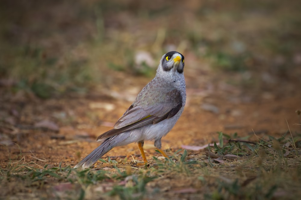 a bird standing on the ground looking up