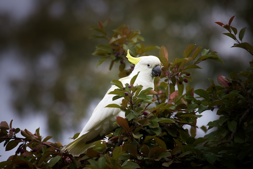 um pássaro branco empoleirado em cima de um galho de árvore