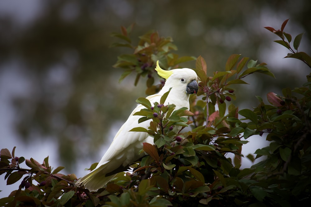 a white bird perched on top of a tree branch