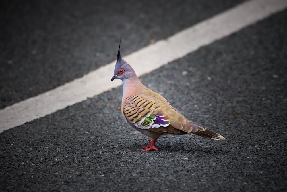 a bird standing on the side of a road