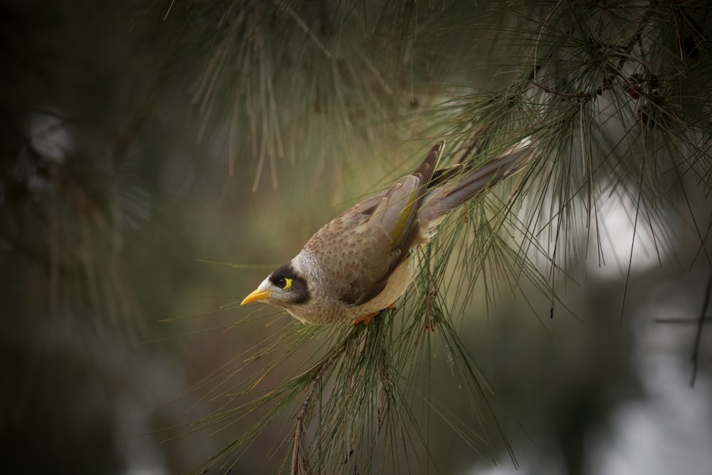 a small bird perched on top of a pine tree