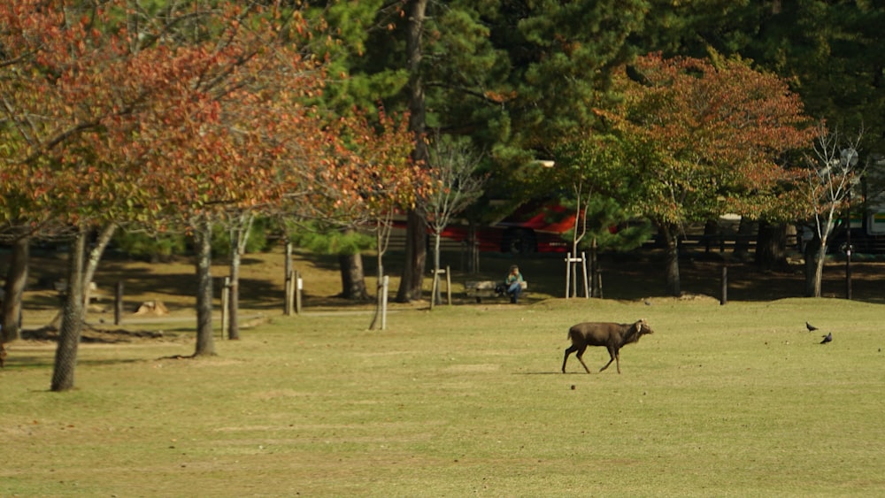 a cow in a field with trees in the background