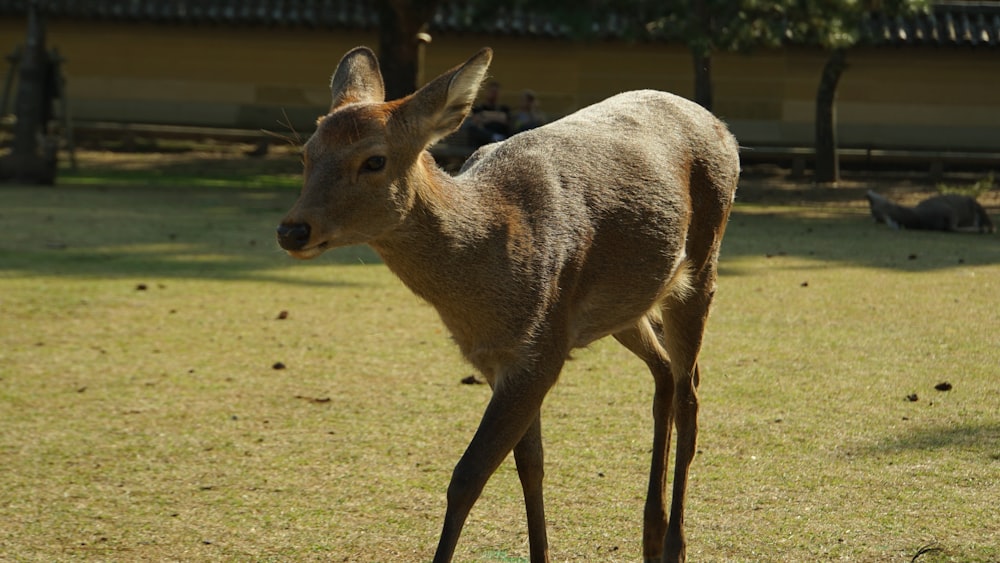 a small deer standing on top of a lush green field