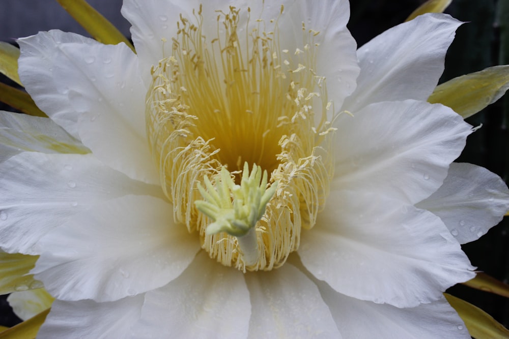 a large white flower with yellow stamens