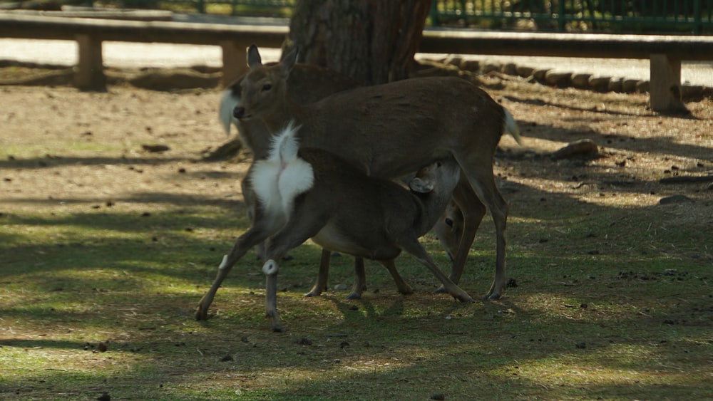 a couple of deer standing on top of a grass covered field