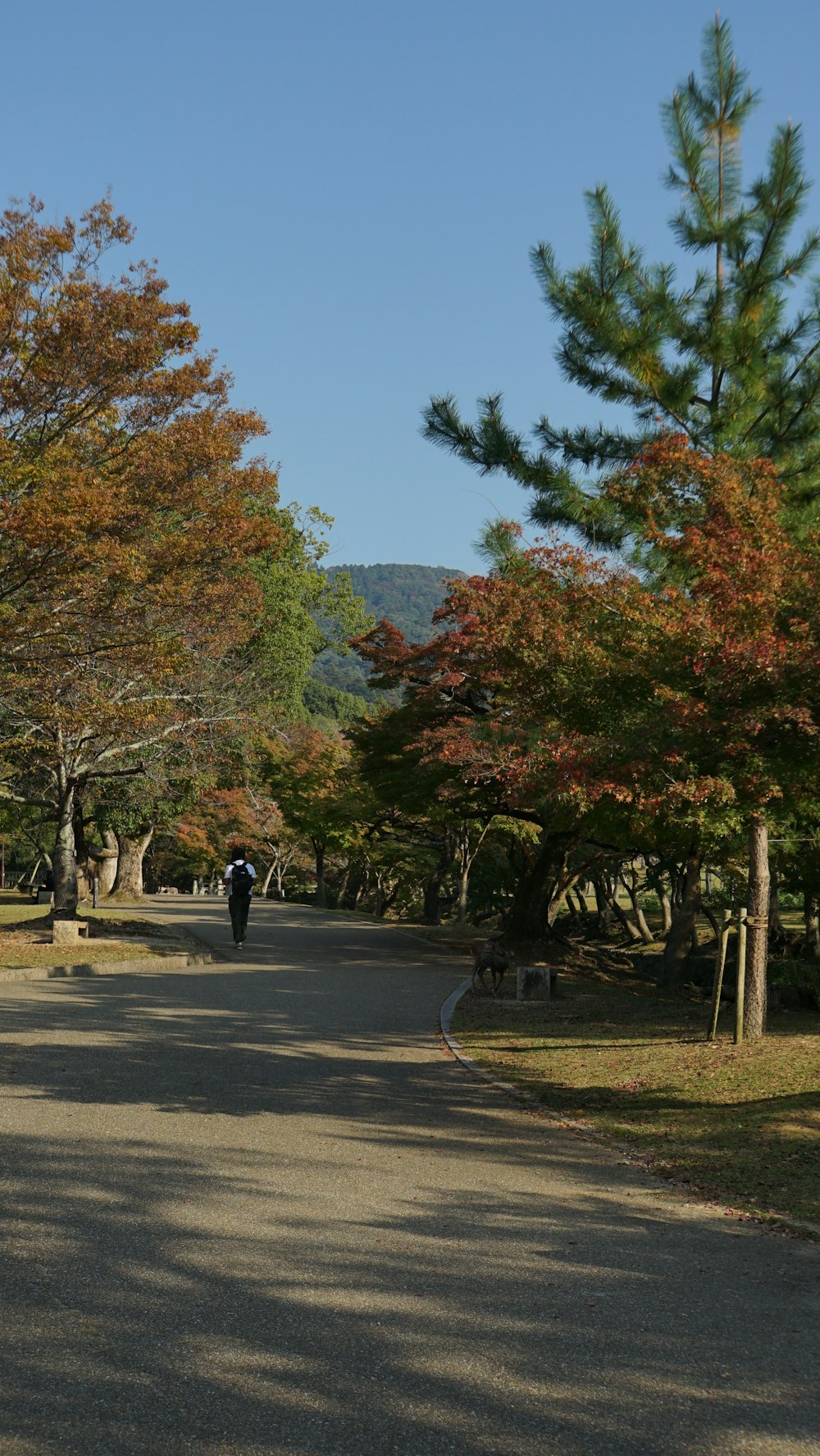 a person walking down a road with trees in the background