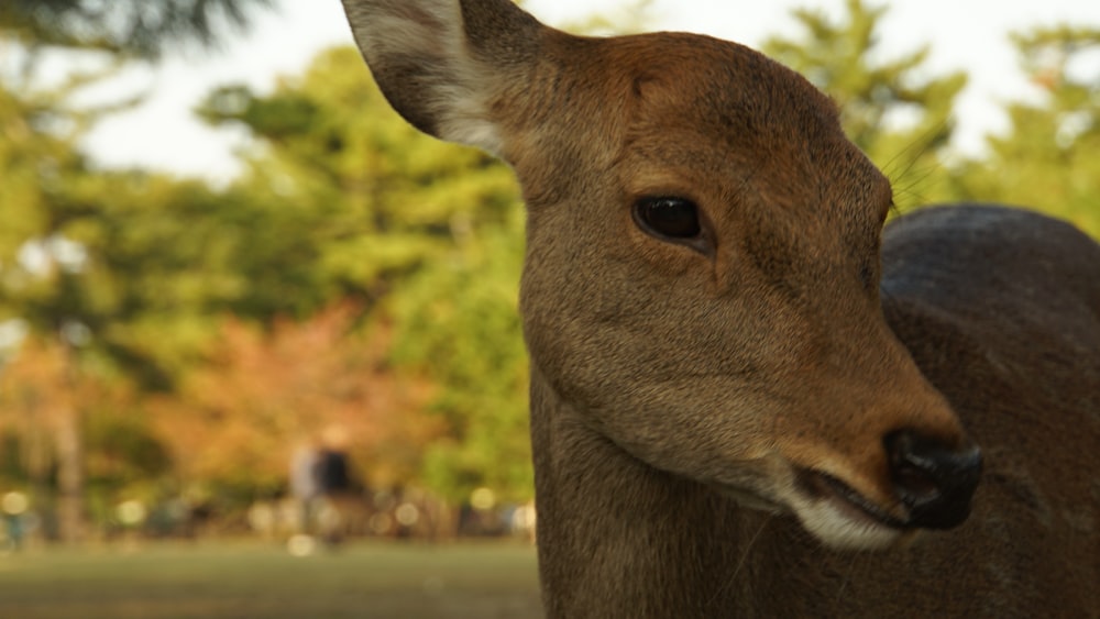 a close up of a deer with trees in the background