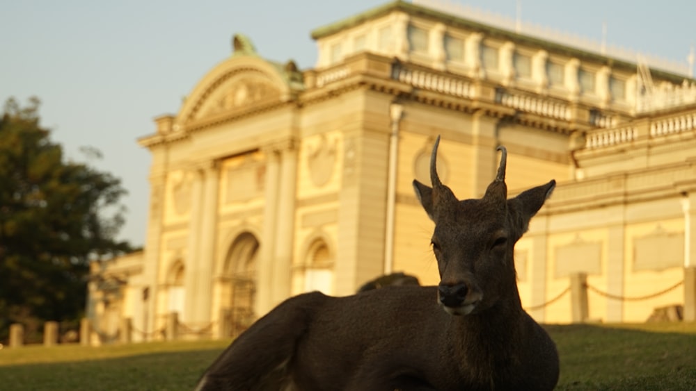 a deer laying in the grass in front of a building