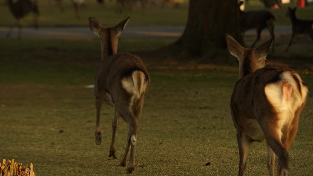 a couple of deer walking across a lush green field