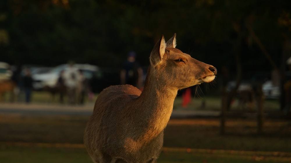 a deer that is standing in the grass