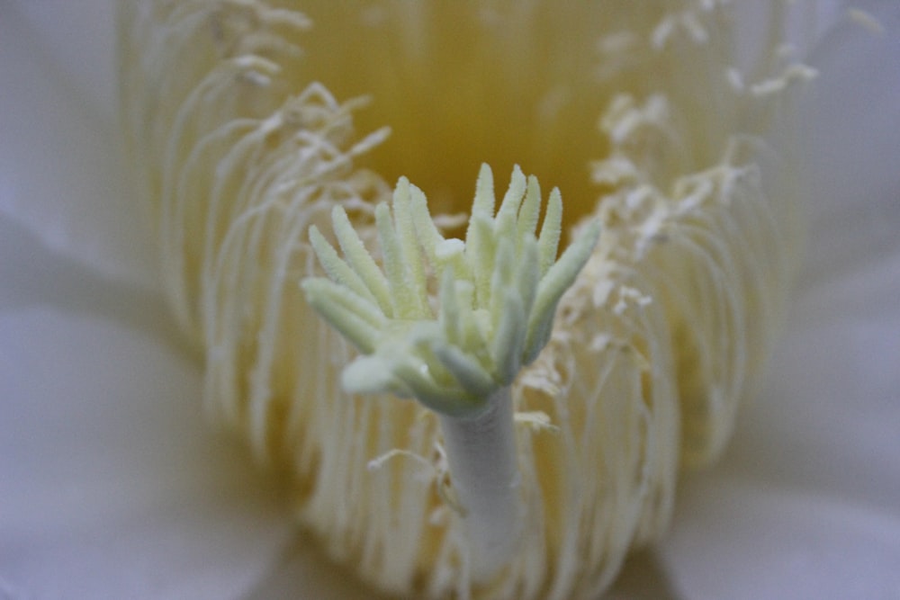 a close up of a white flower with yellow stamen