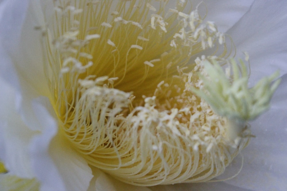 a close up of a white flower with yellow stamen