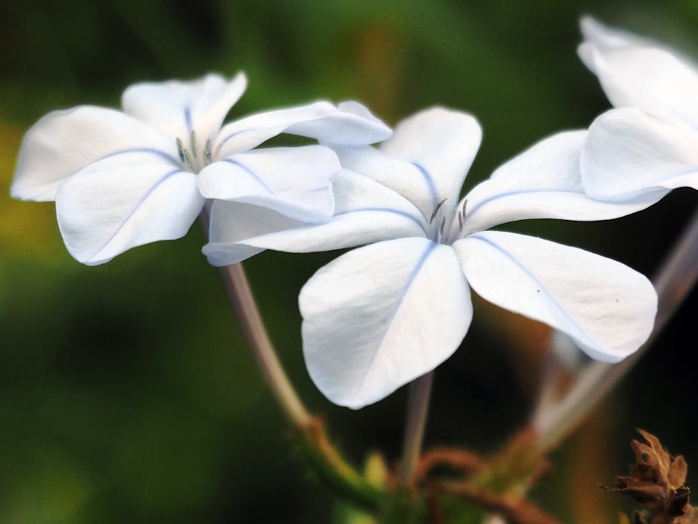 a close up of two white flowers on a plant