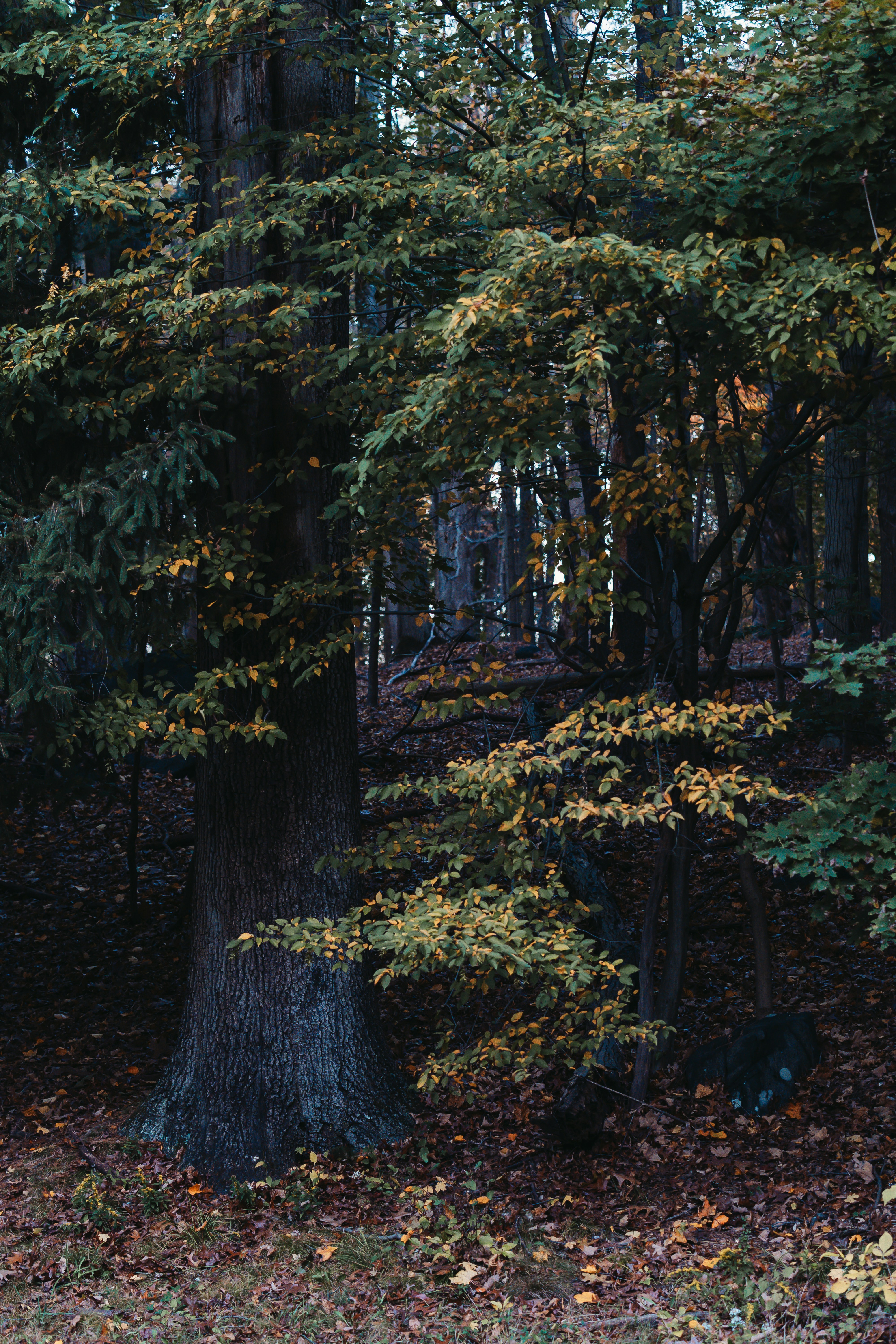 Photo by frankiewaffles