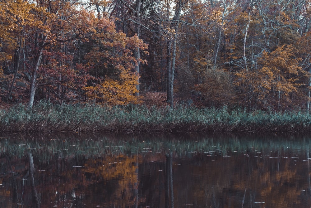 a body of water surrounded by lots of trees