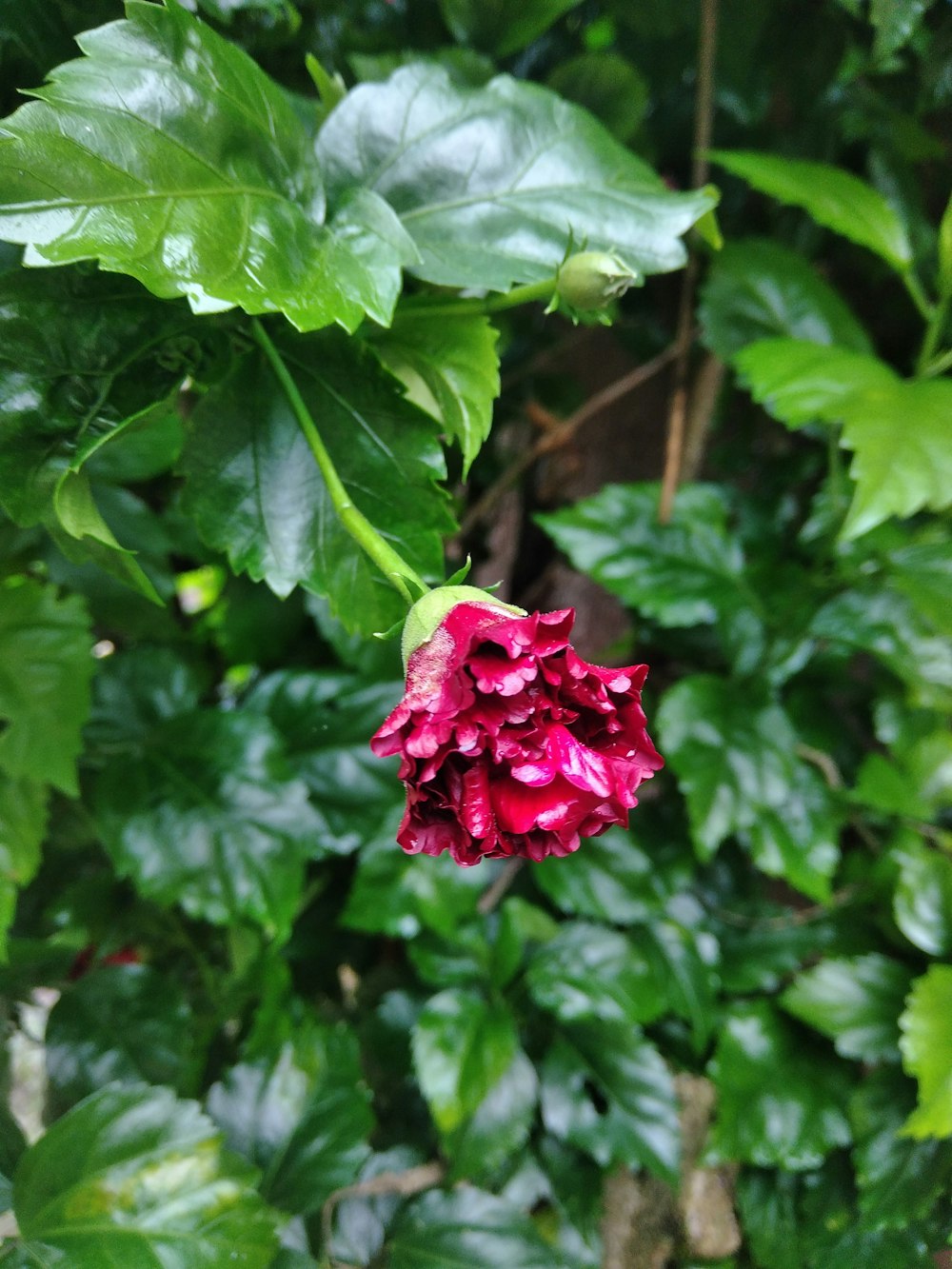 a pink flower with green leaves in the background