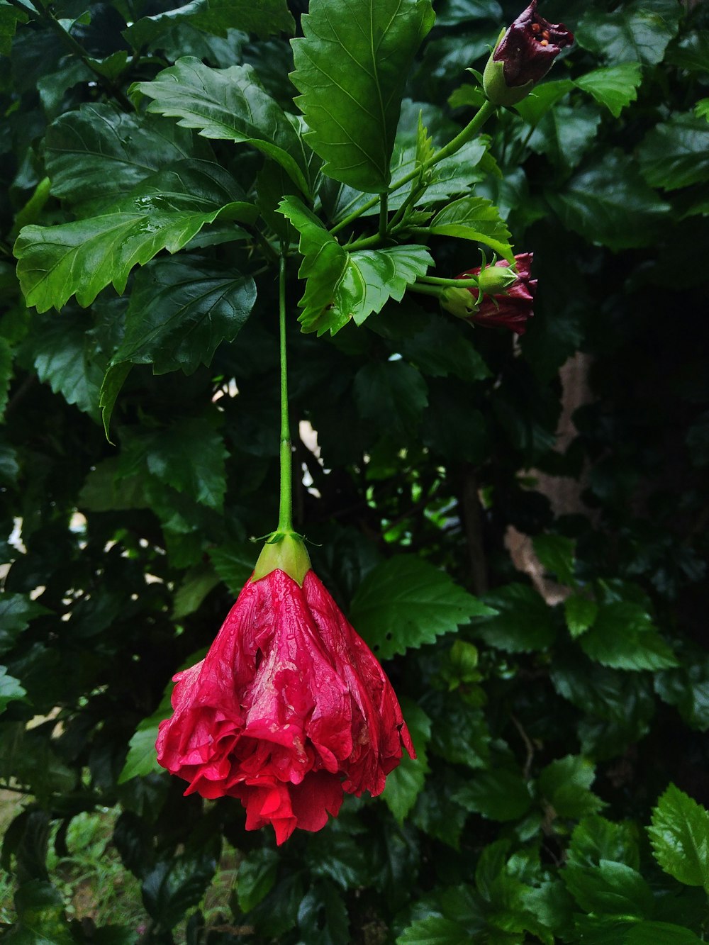 a red flower hanging from a green leafy tree