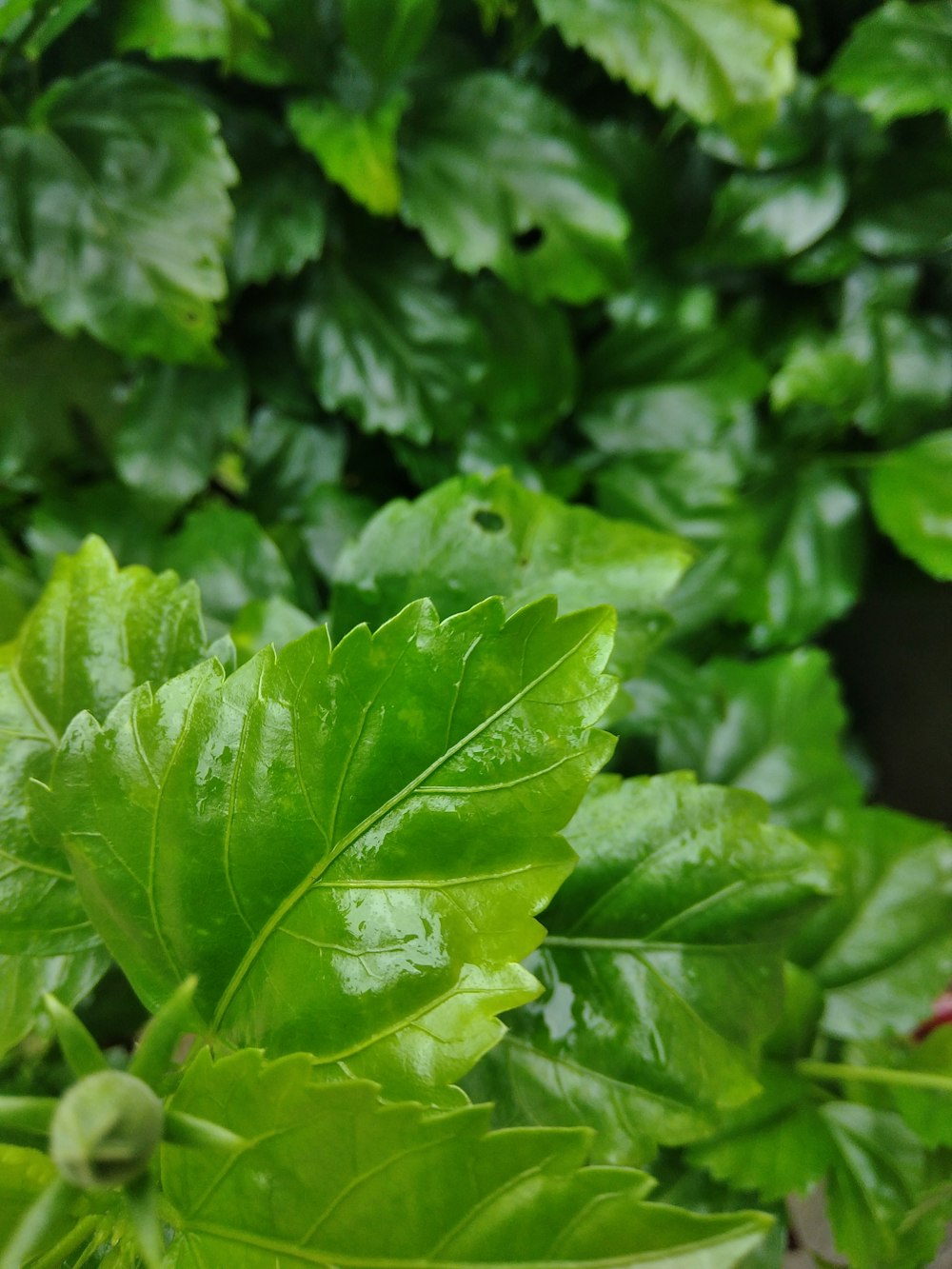 a close up of a leafy plant with water droplets on it
