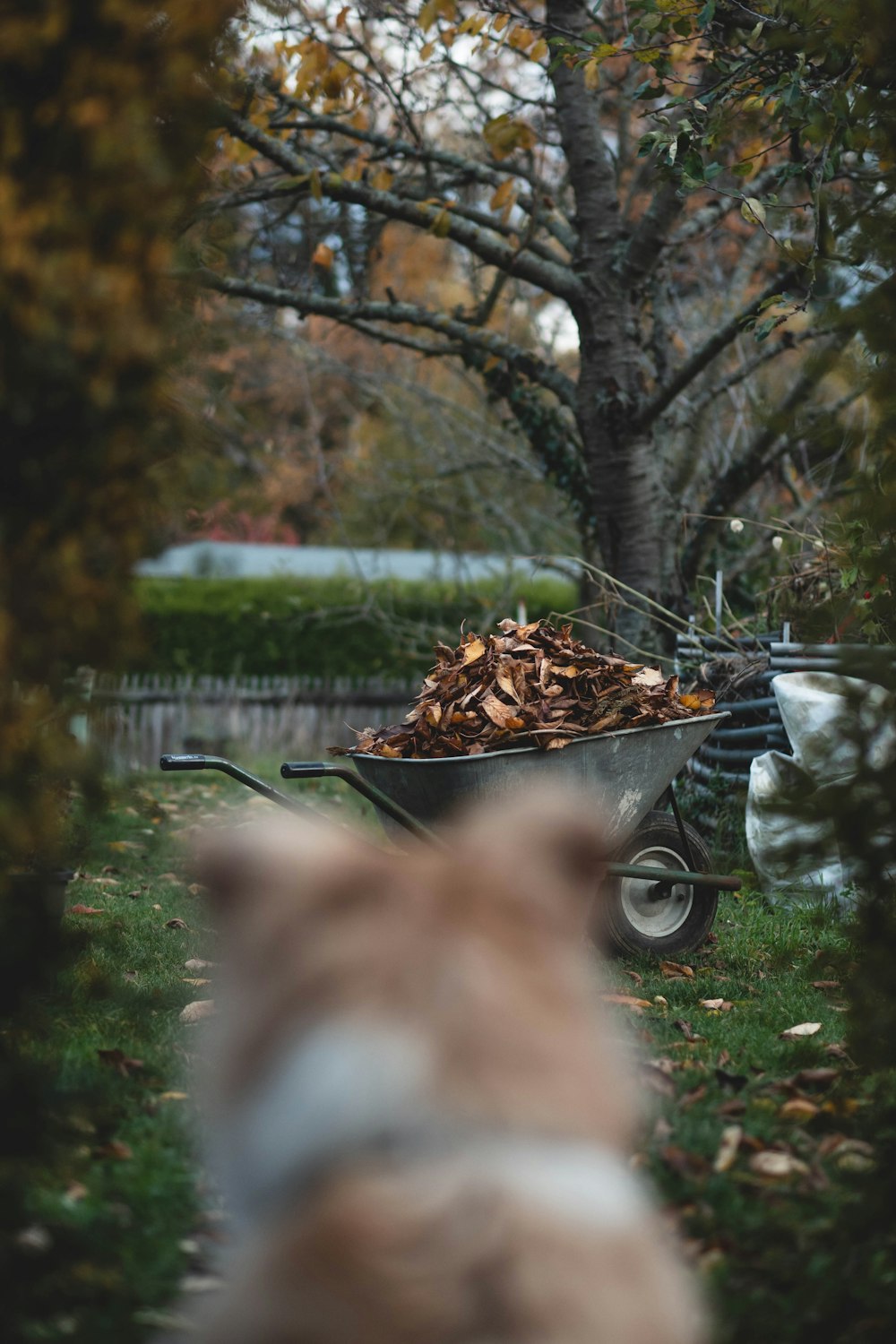 a wheelbarrow full of leaves in a yard