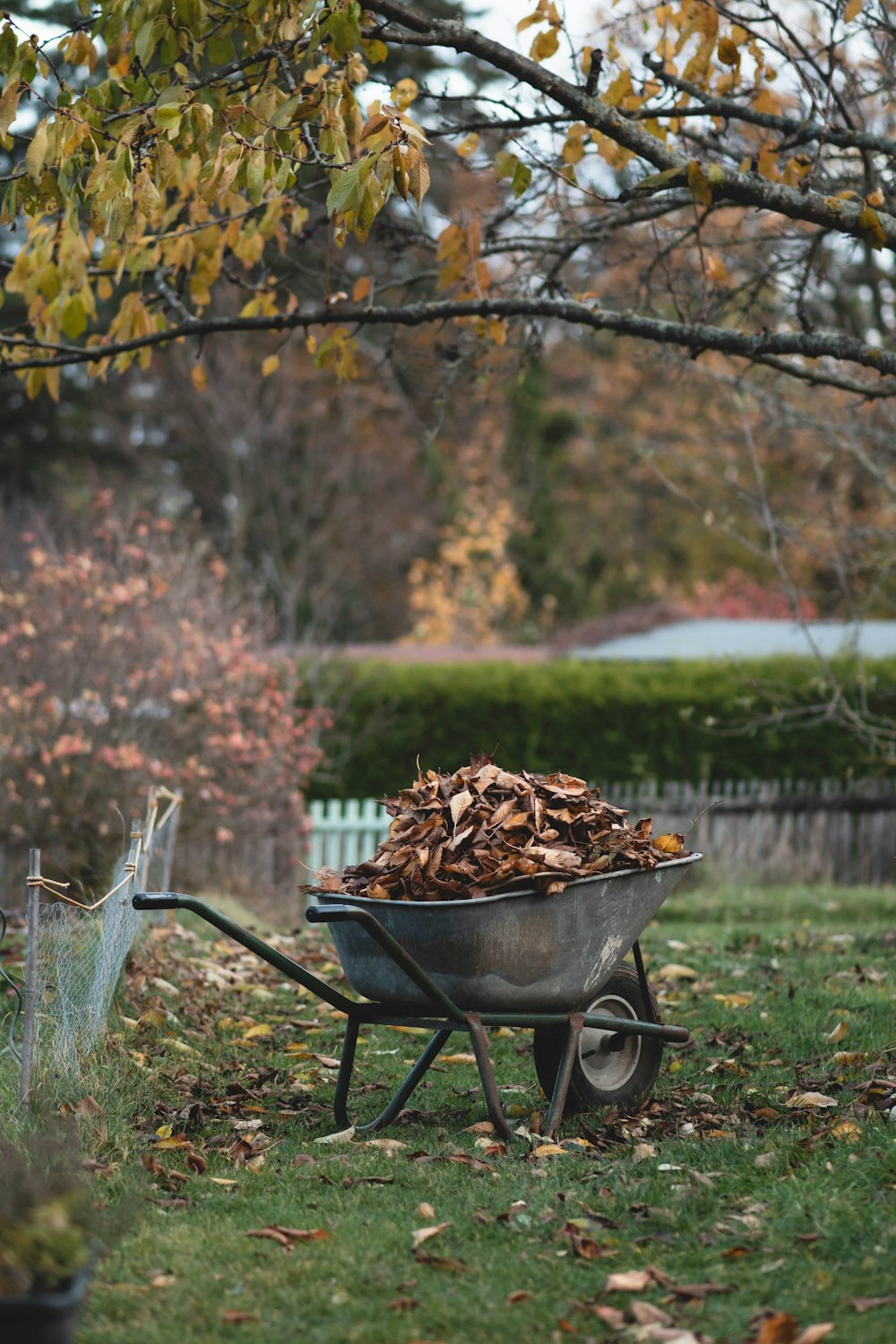 a wheelbarrow full of leaves in a yard