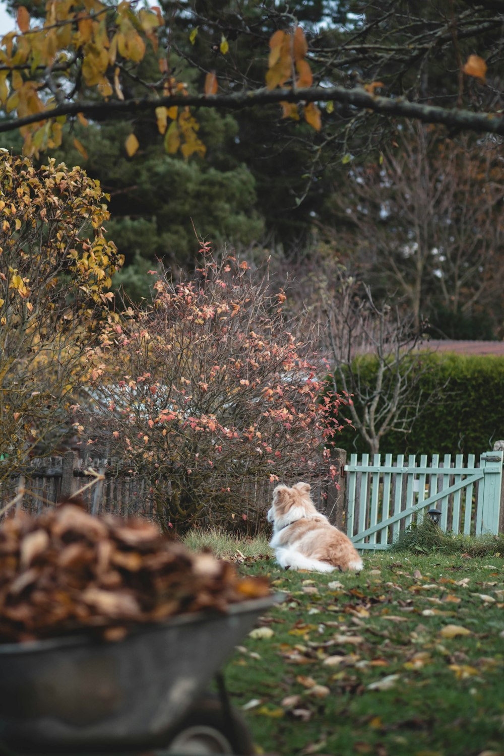 a dog sitting in a yard next to a wheelbarrow