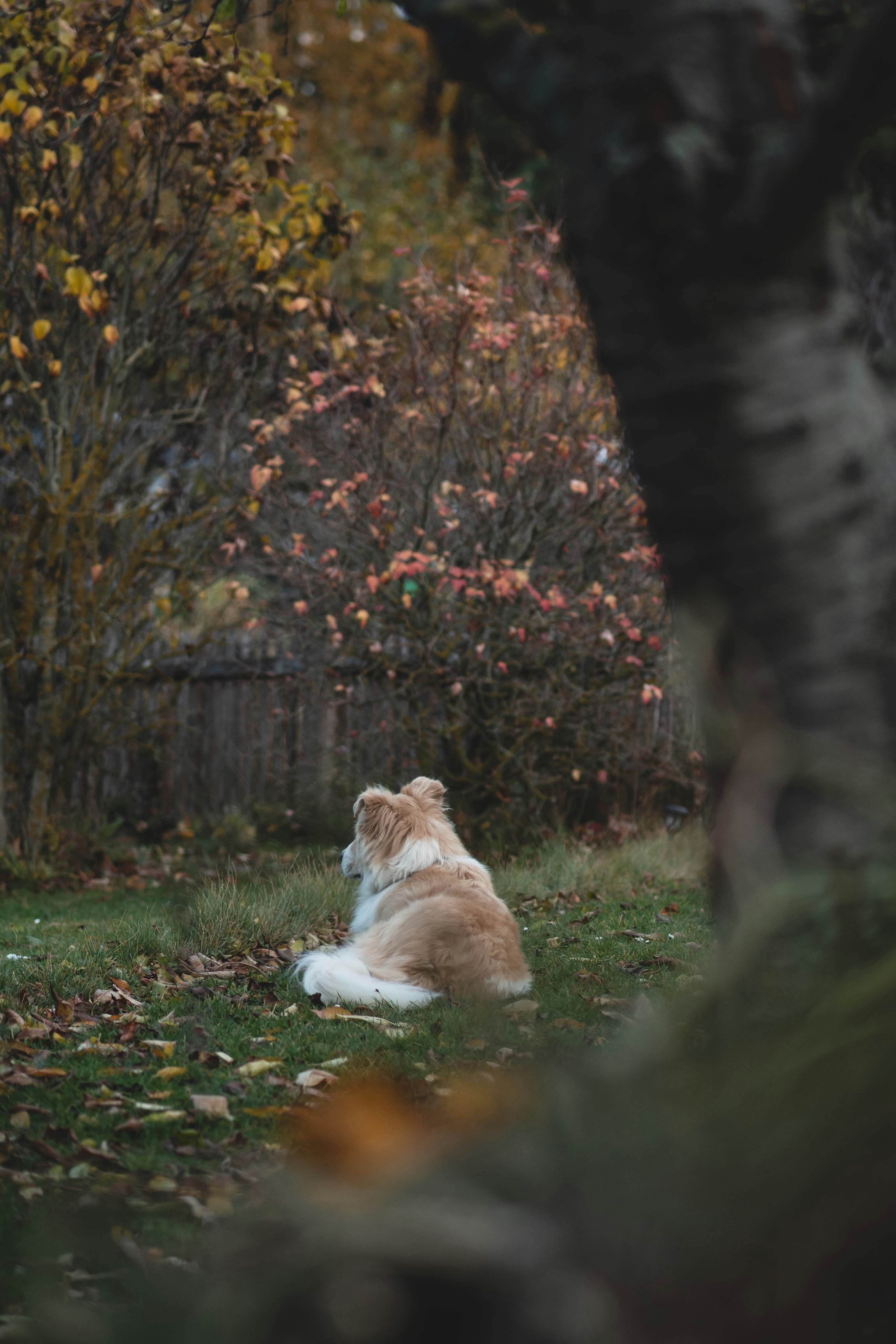 a brown and white dog sitting in the grass