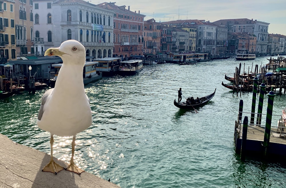 a seagull standing on a ledge next to a body of water