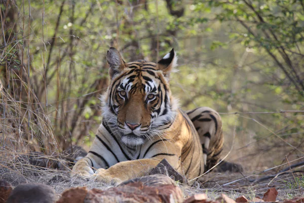 Ranthambore tiger safari wildlife tour 3 days