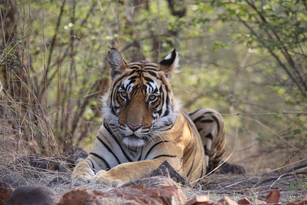 a tiger laying down in the middle of a forest