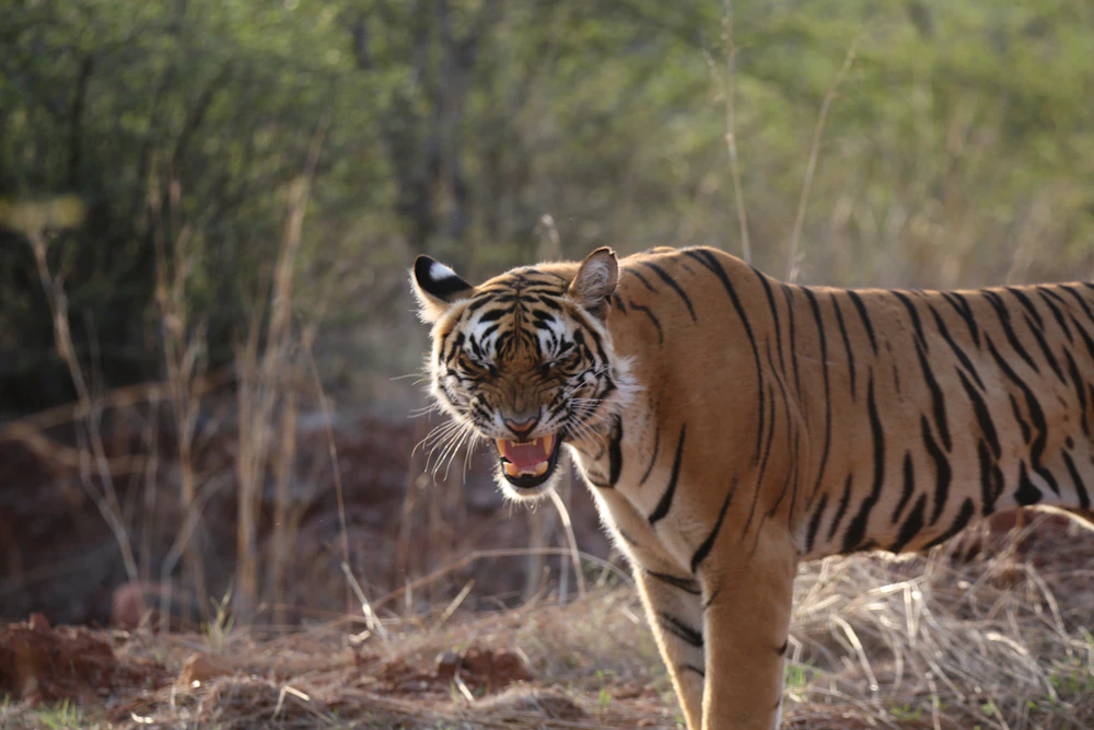 A tiger standing in open grassland with dry forest in the background at Ranthambore National Park
