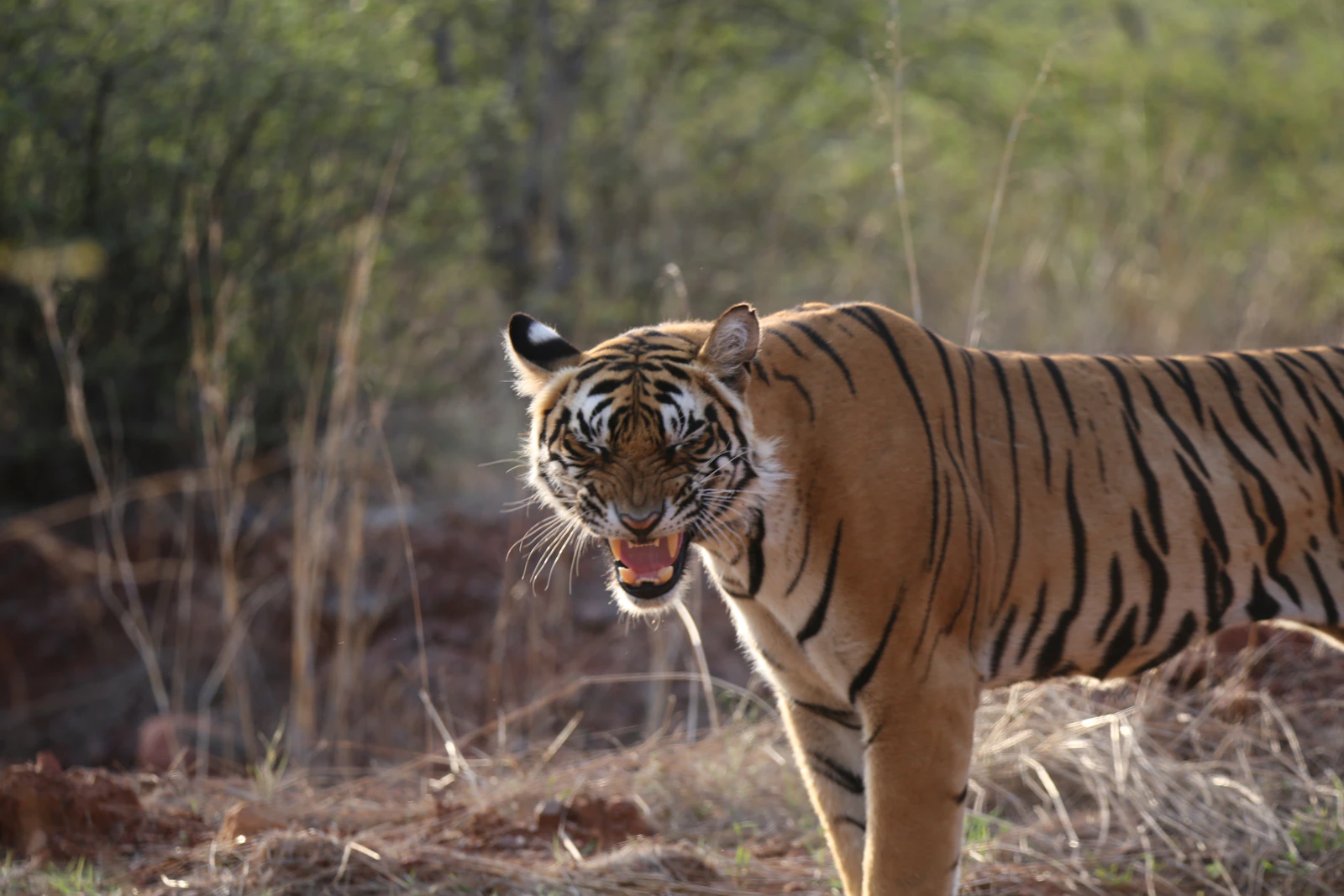 Ranthambore National Park wilderness