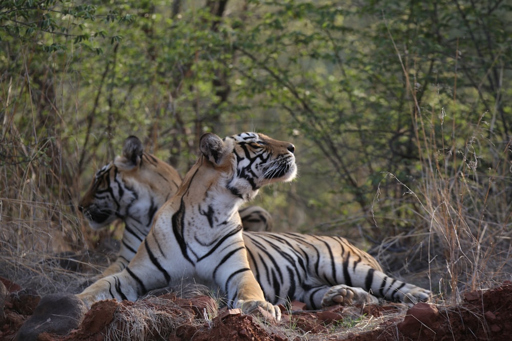 un couple de tigres couchés sur un champ de terre