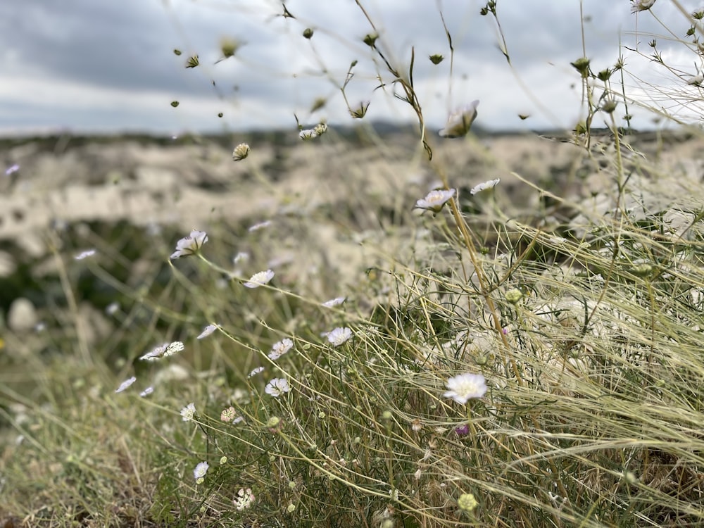 um ramo de flores que estão na grama