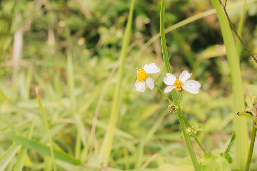 a couple of white flowers sitting on top of a lush green field