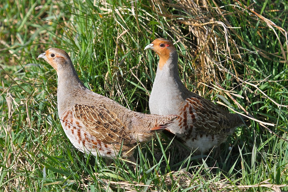 a couple of birds that are standing in the grass