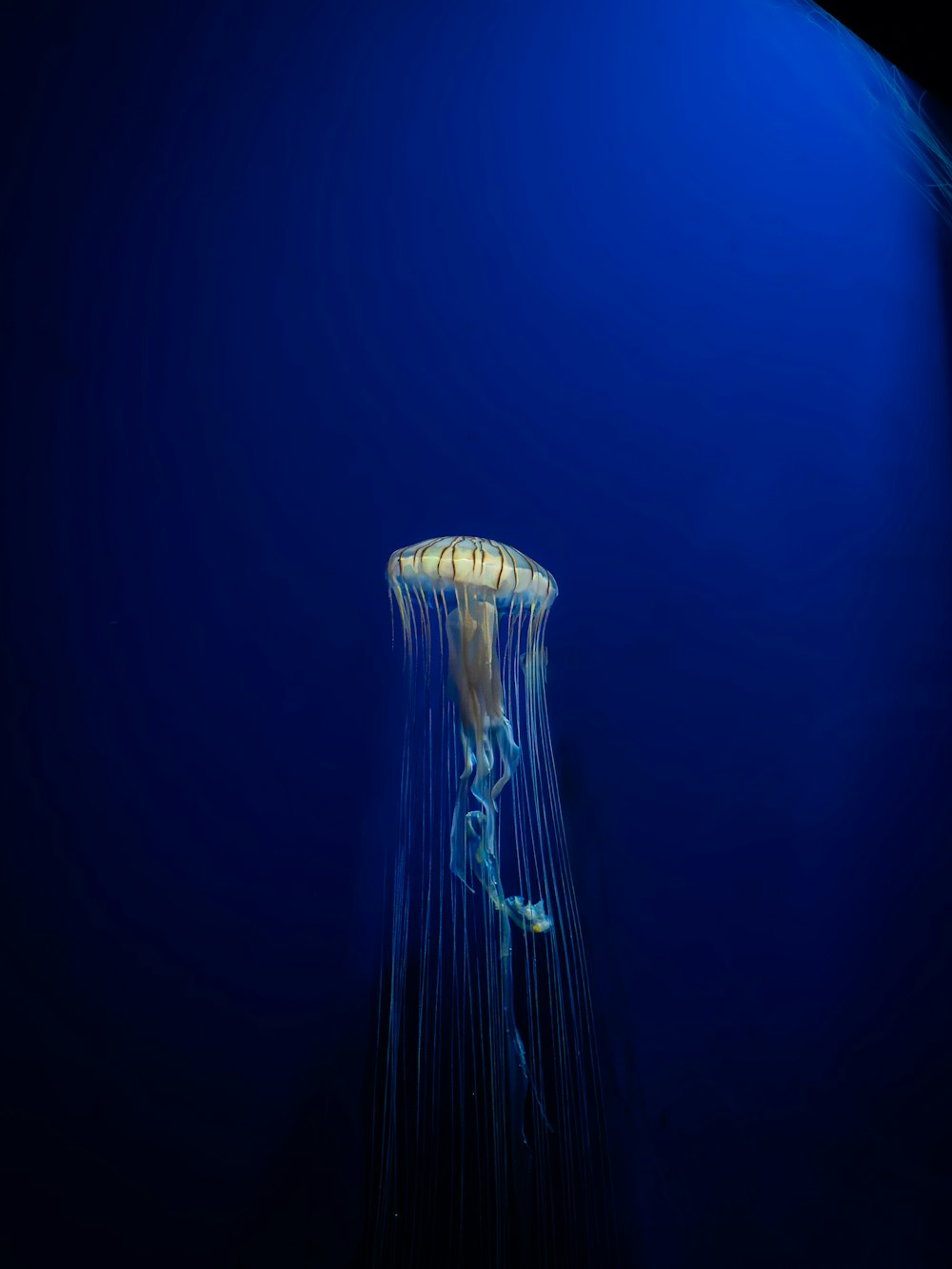 a jellyfish in the deep blue water