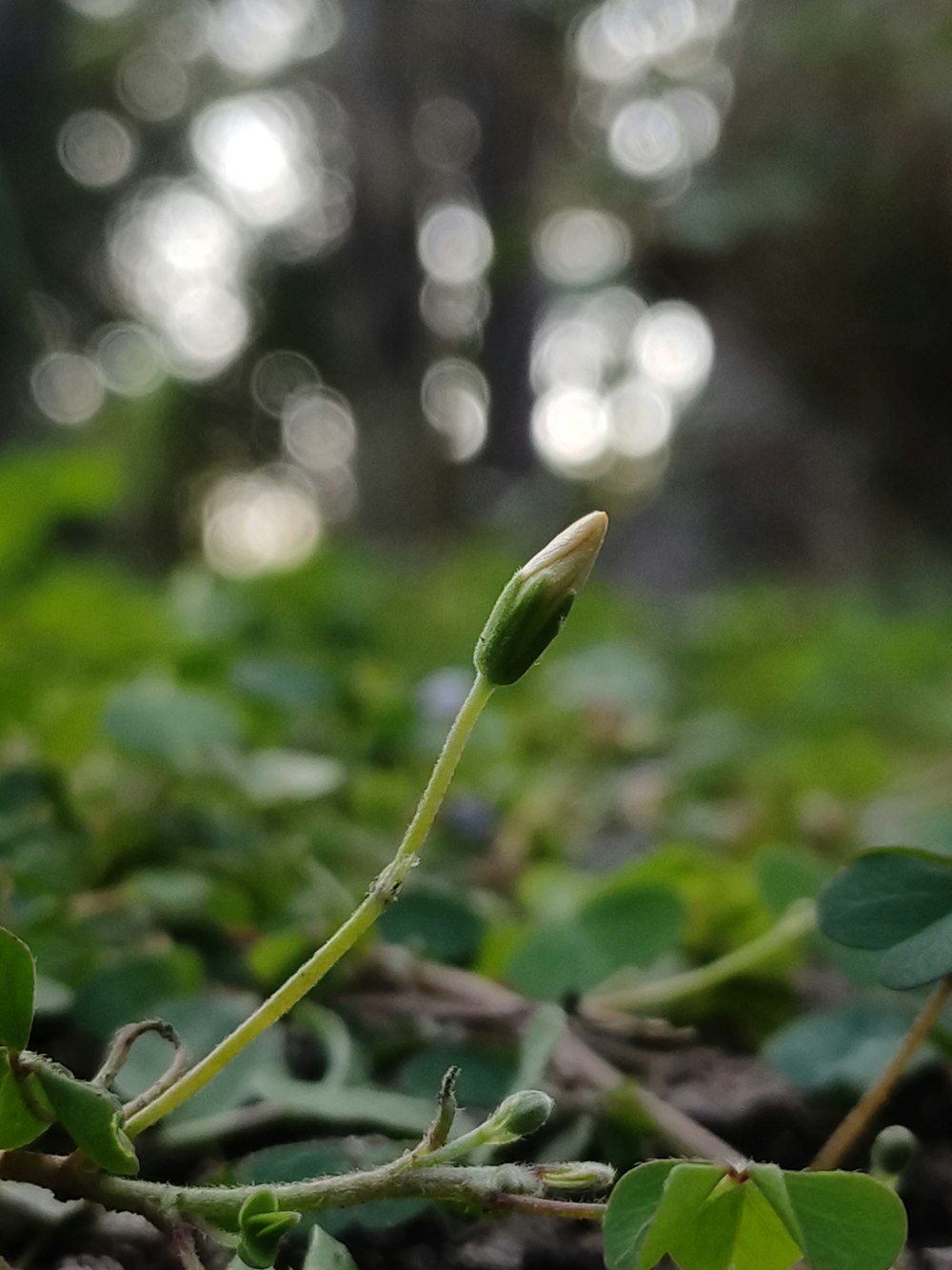 a single flower bud on a plant in a forest