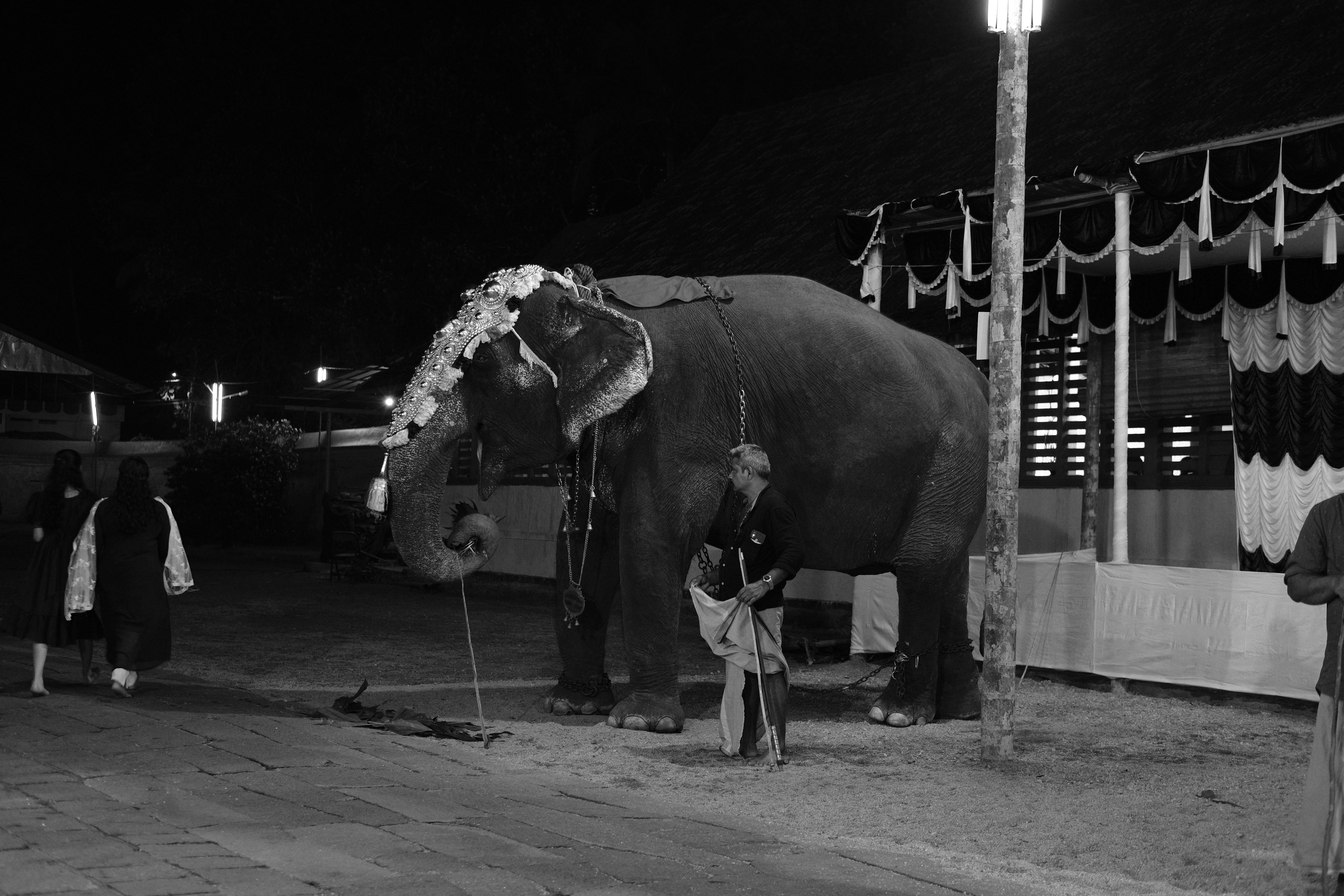 a man standing next to an elephant on a street