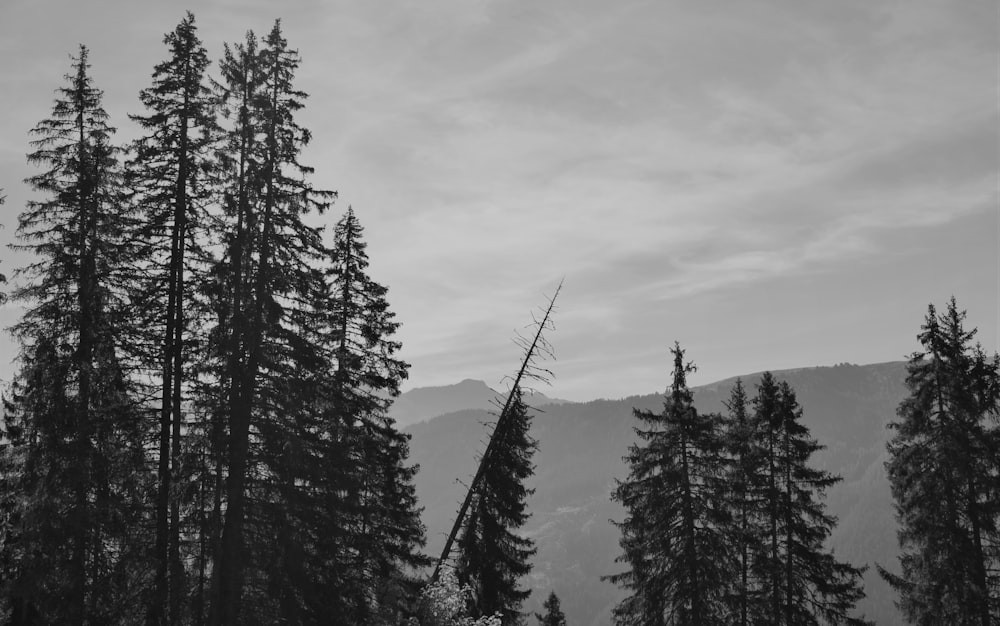 a black and white photo of trees and mountains