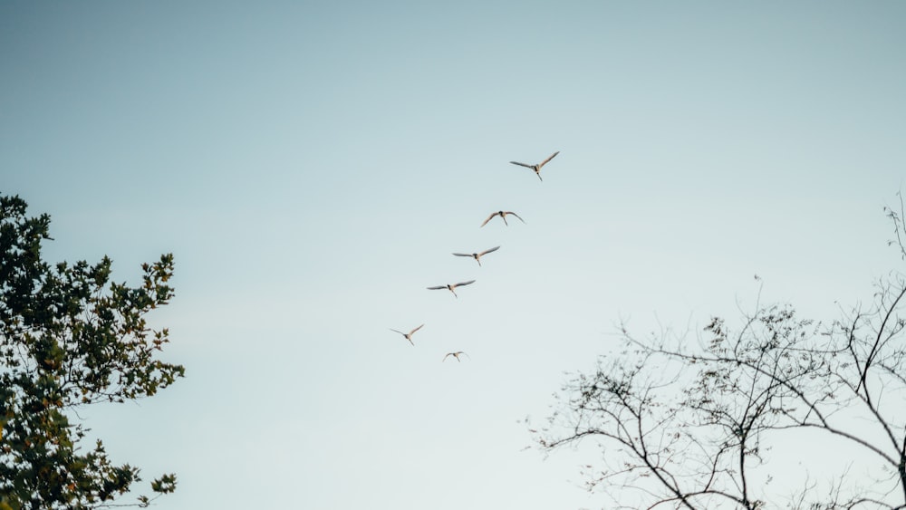 a flock of birds flying through a blue sky