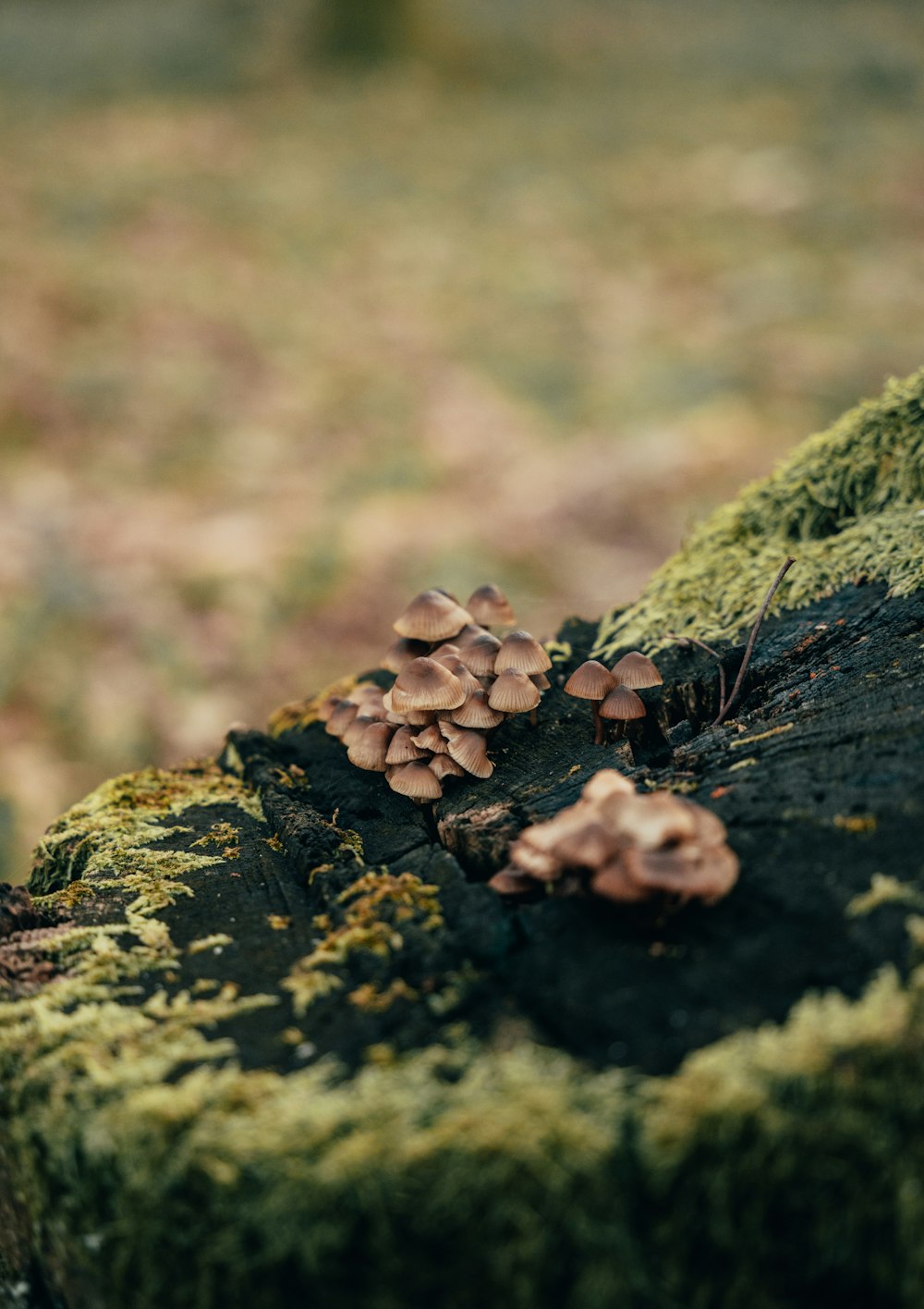 a group of mushrooms growing on a tree stump