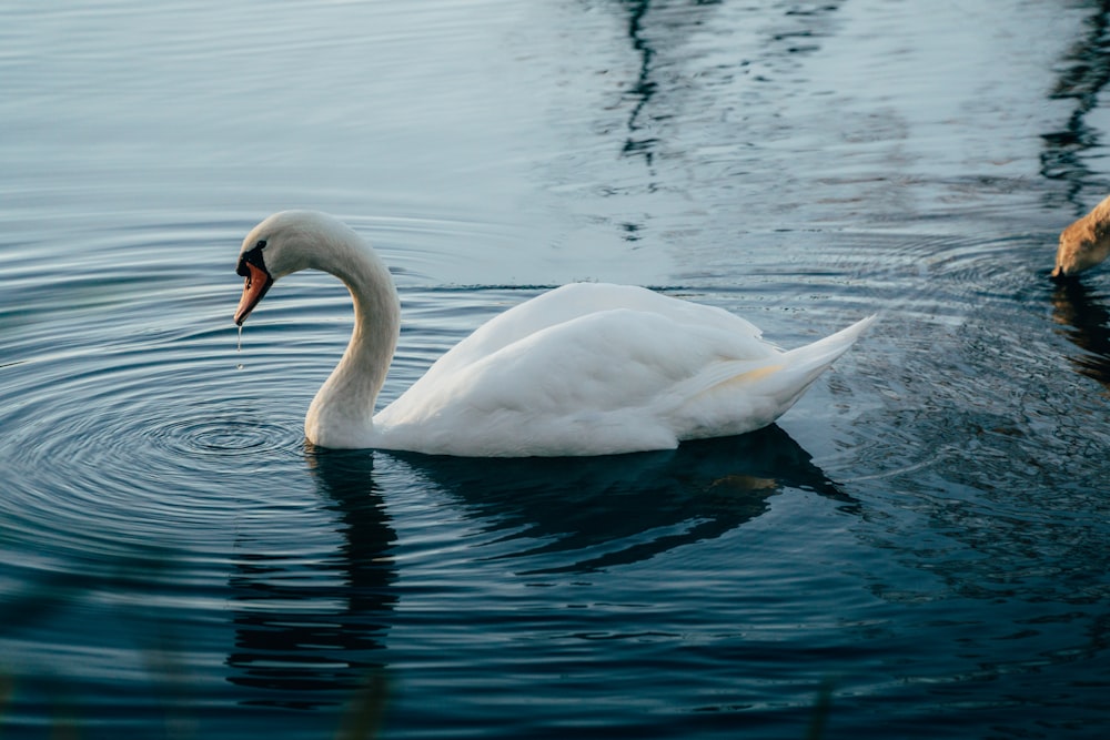 a swan is swimming in the water