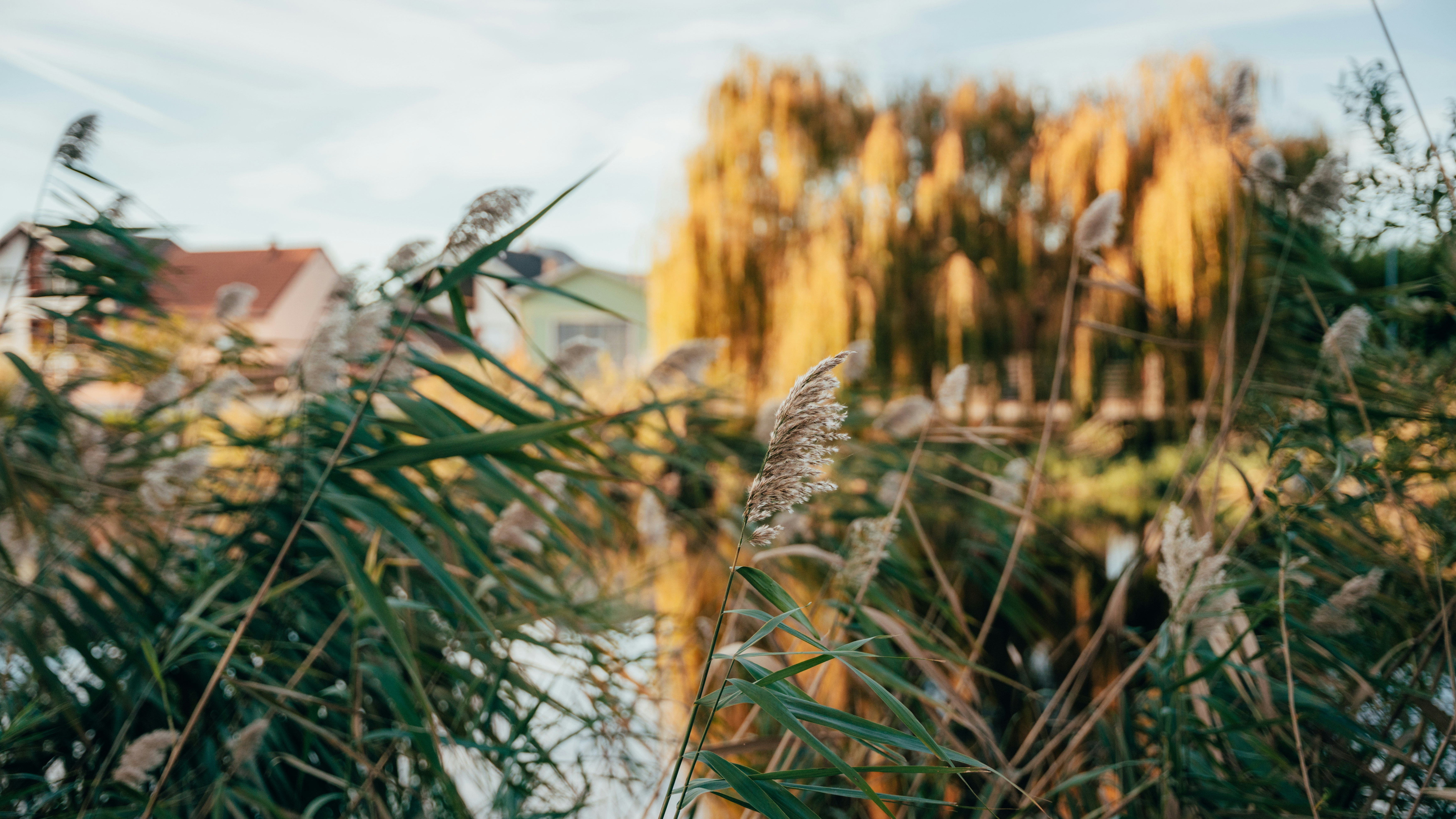 une photo de quelques plantes dans un champ