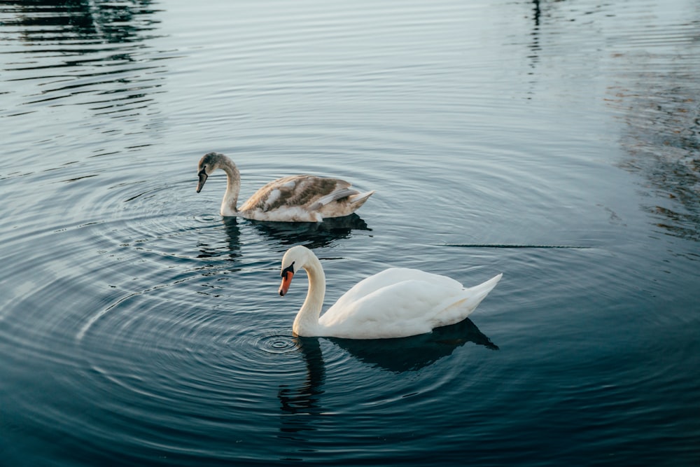 a couple of swans swimming on top of a lake